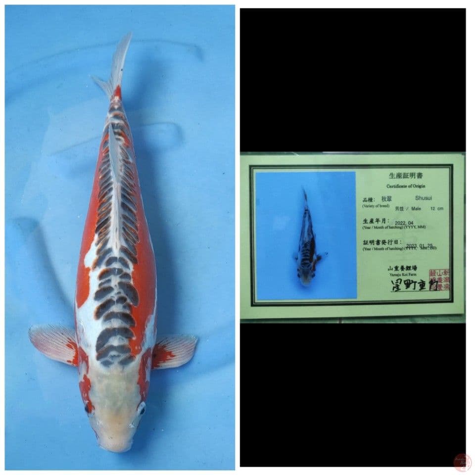 Yamaju Shusui
