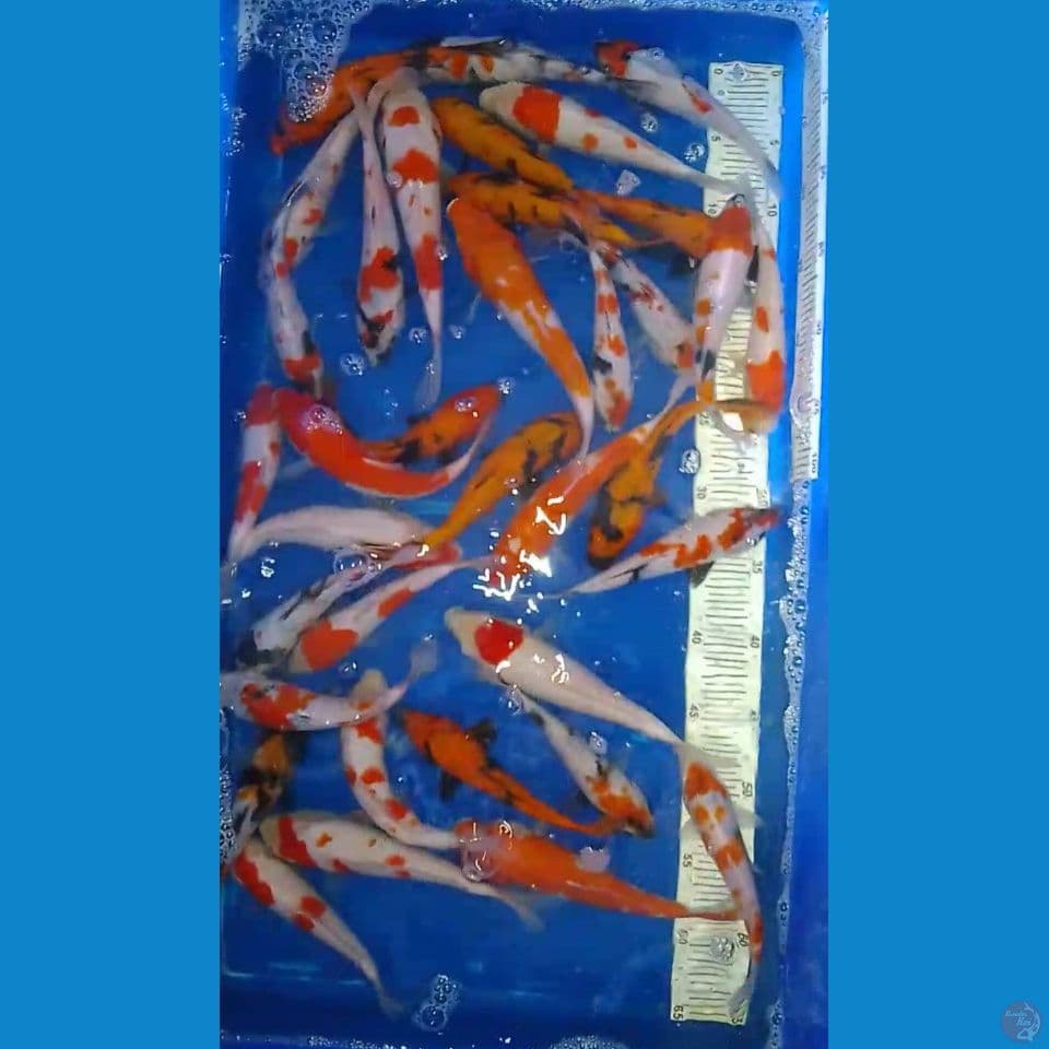 paket mix 36 ekor breder AKF