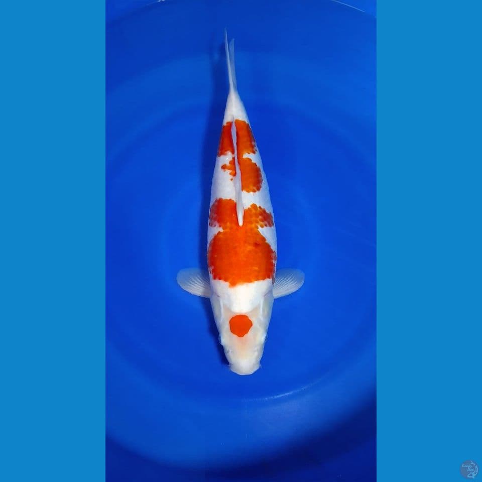 MARUTEN KOHAKU 47 CM ORIGINAL