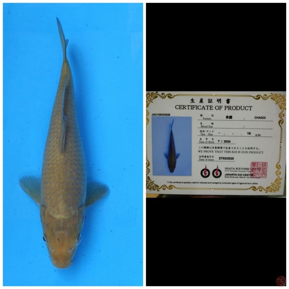 Ogata Chagoi
