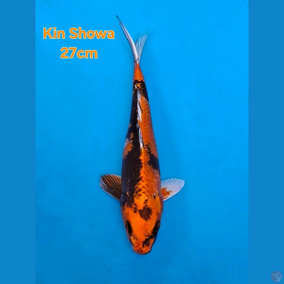 IMPORT KIN SHOWA 27CM