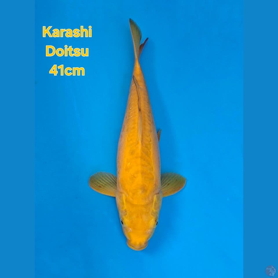 F1 KARASHI DOITSU 41CM