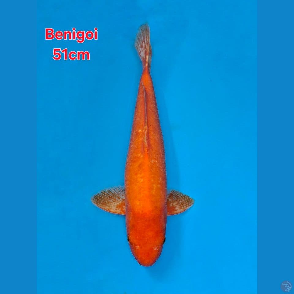 IMPORT SERTI BENIGOI 51CM