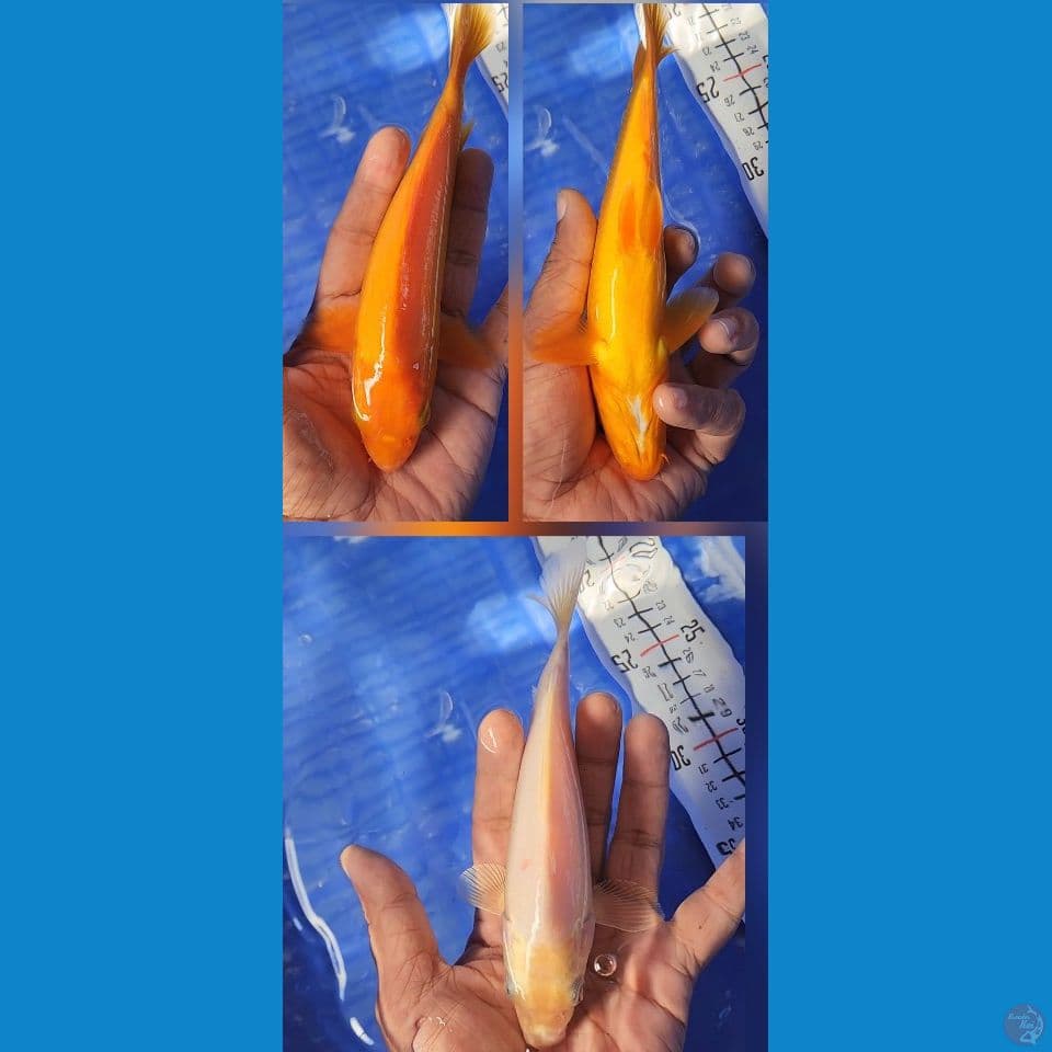 paket 2 ekor