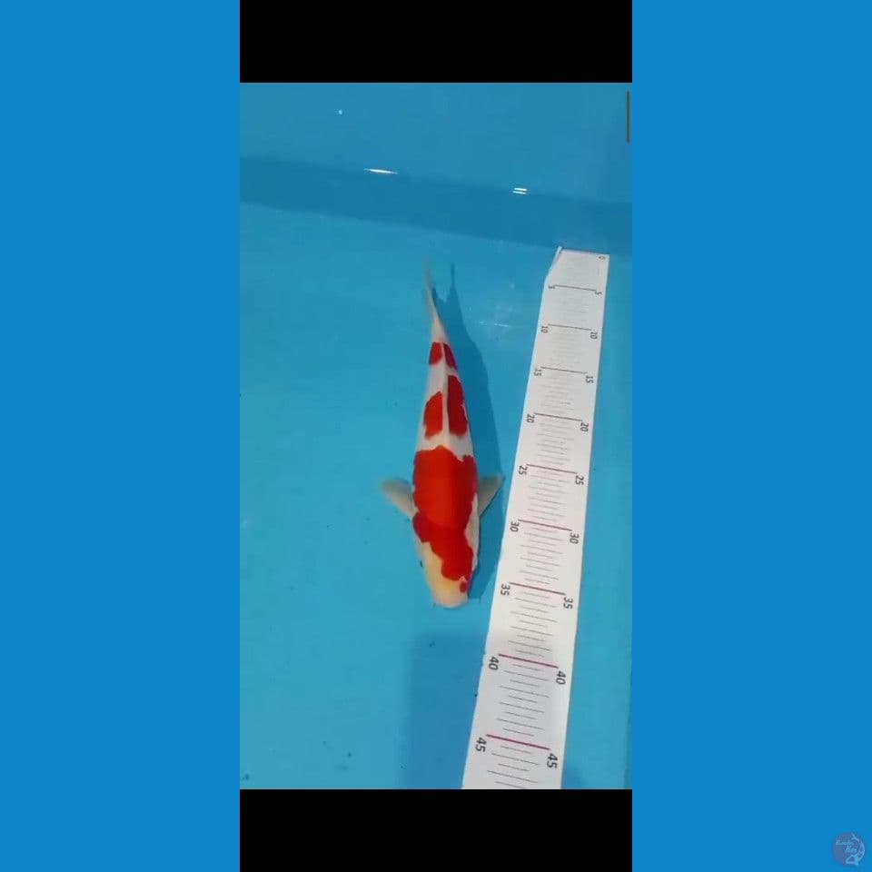 kohaku F1 ori 31cm jantan