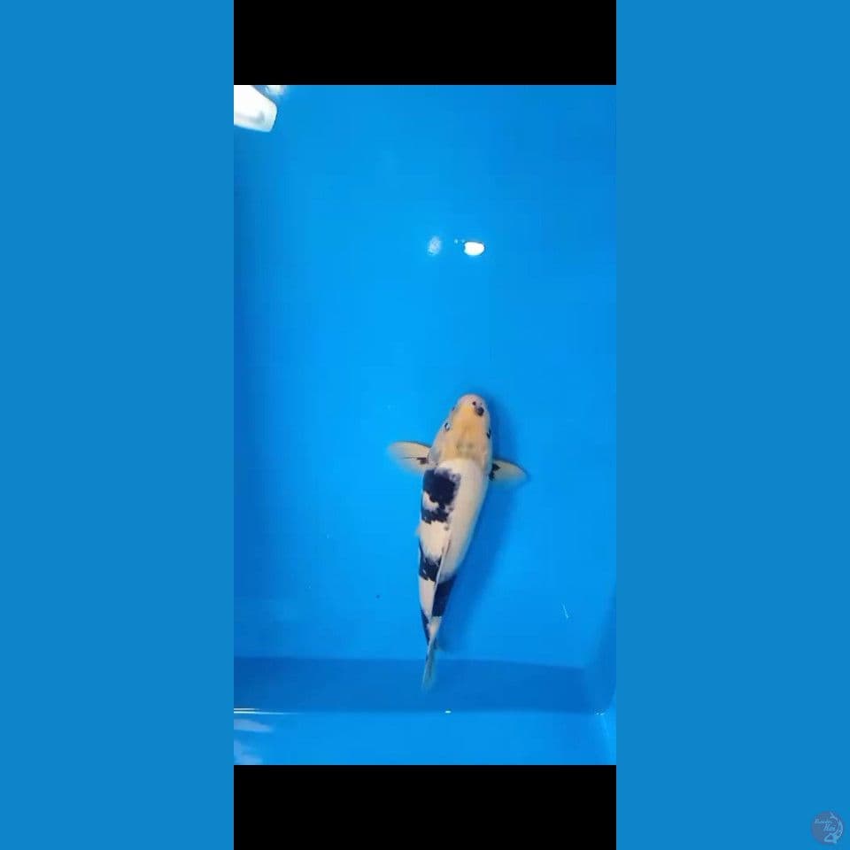 shiro jantan 35cm