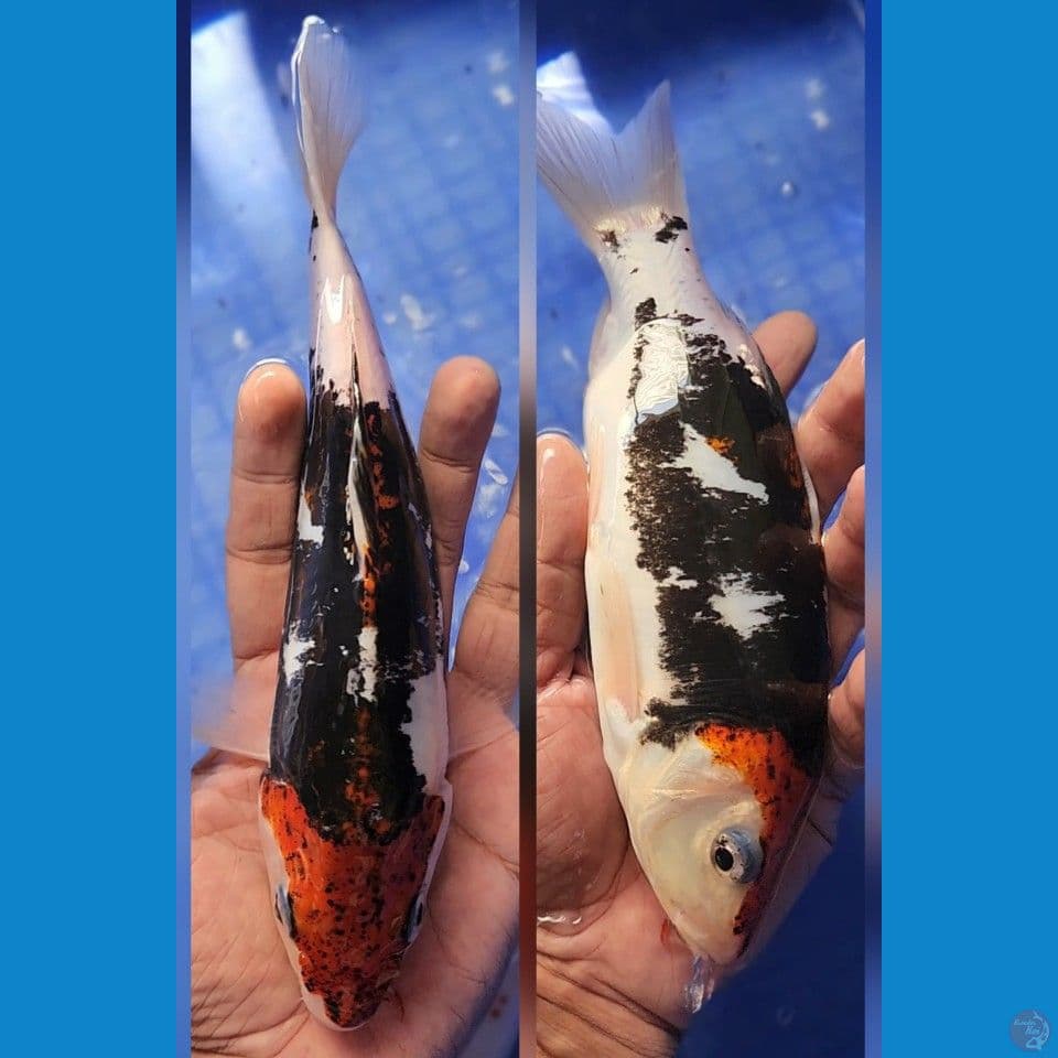 benikumon 22cm