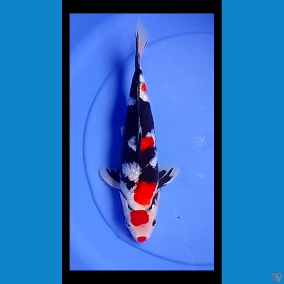 kinda showa male 30cm