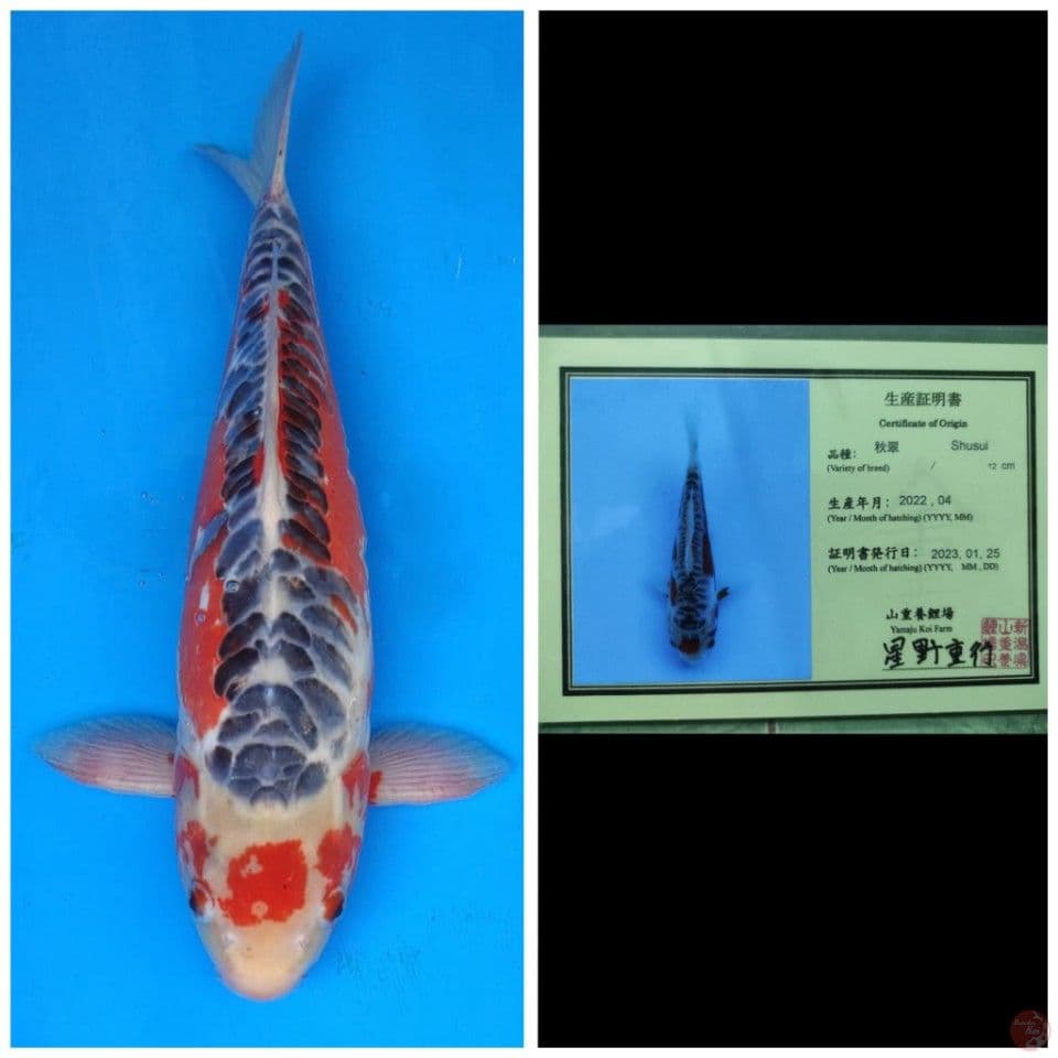 Yamaju Shusui