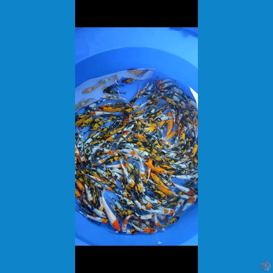 Showa Grade 10-15cm 300ekor