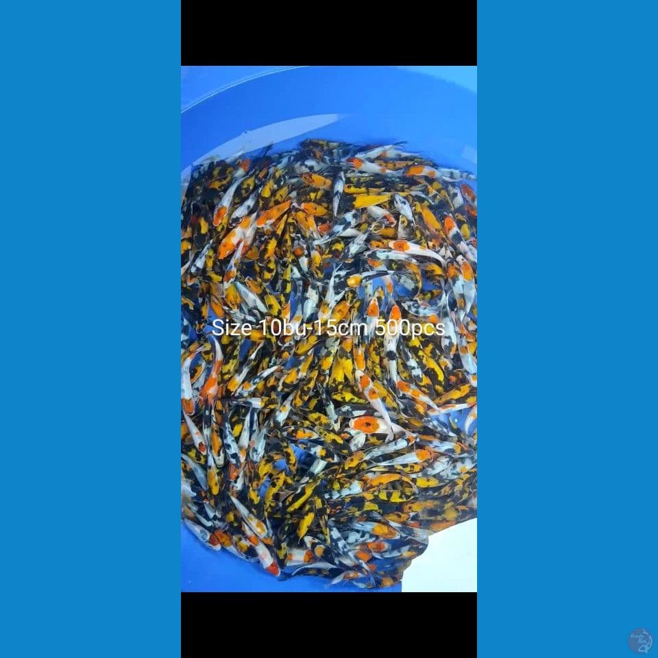 Showa Grade Joss 10bu-15cm 500ekor
