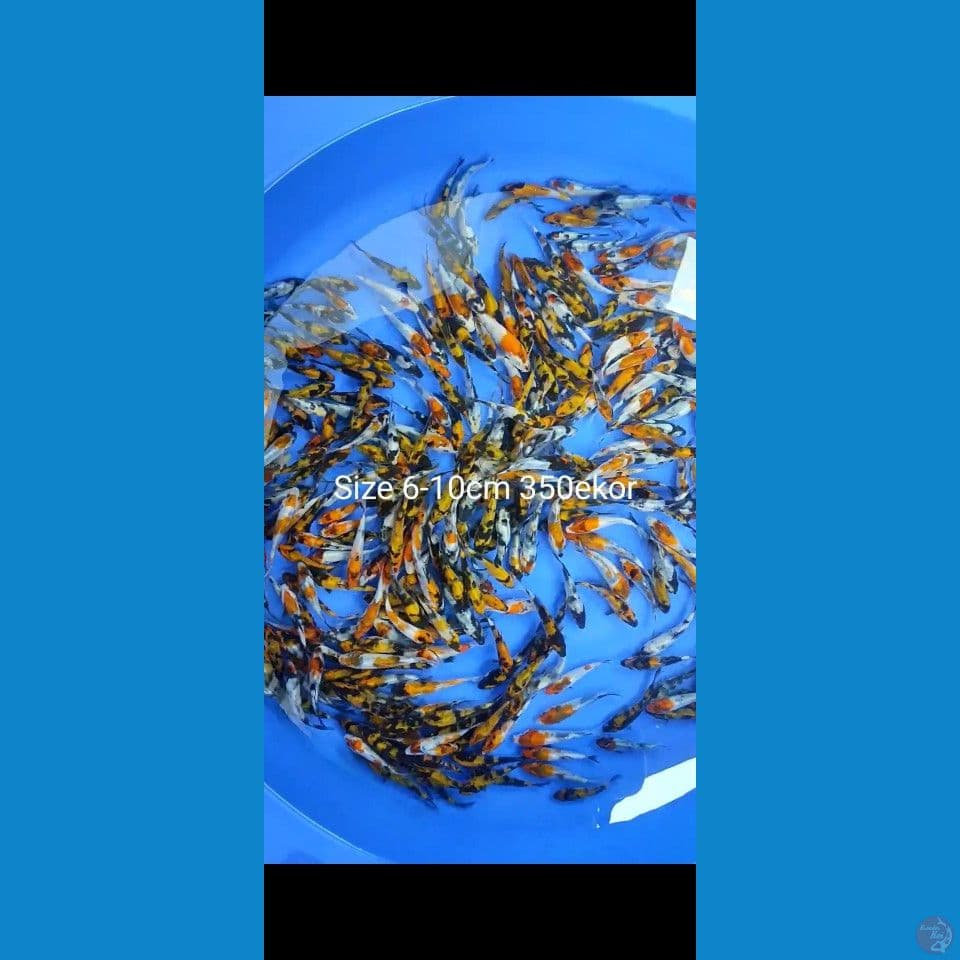 Showa Layak sekali 6-10cm 350ekor