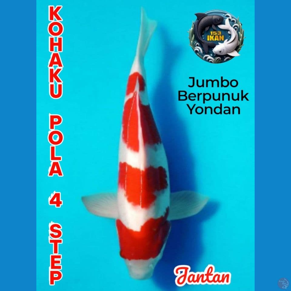 kohaku pola 4 step akf