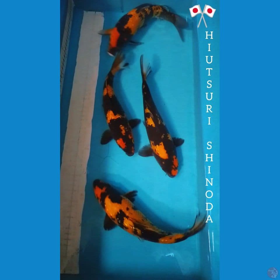 hiutsuri 26-28cm all serti shinoda farm
