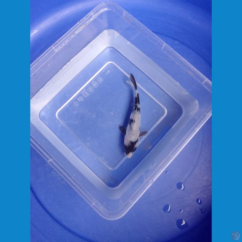 shiro bahan kep 12cm