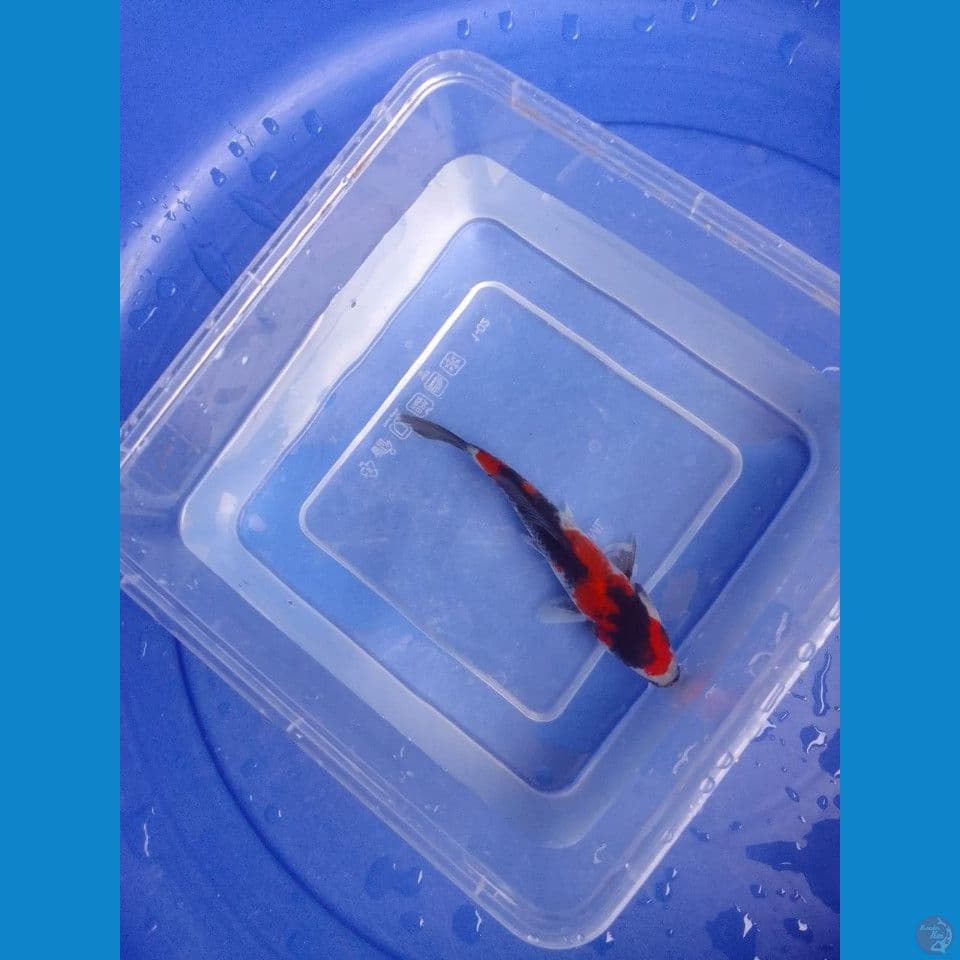 showa 13cm