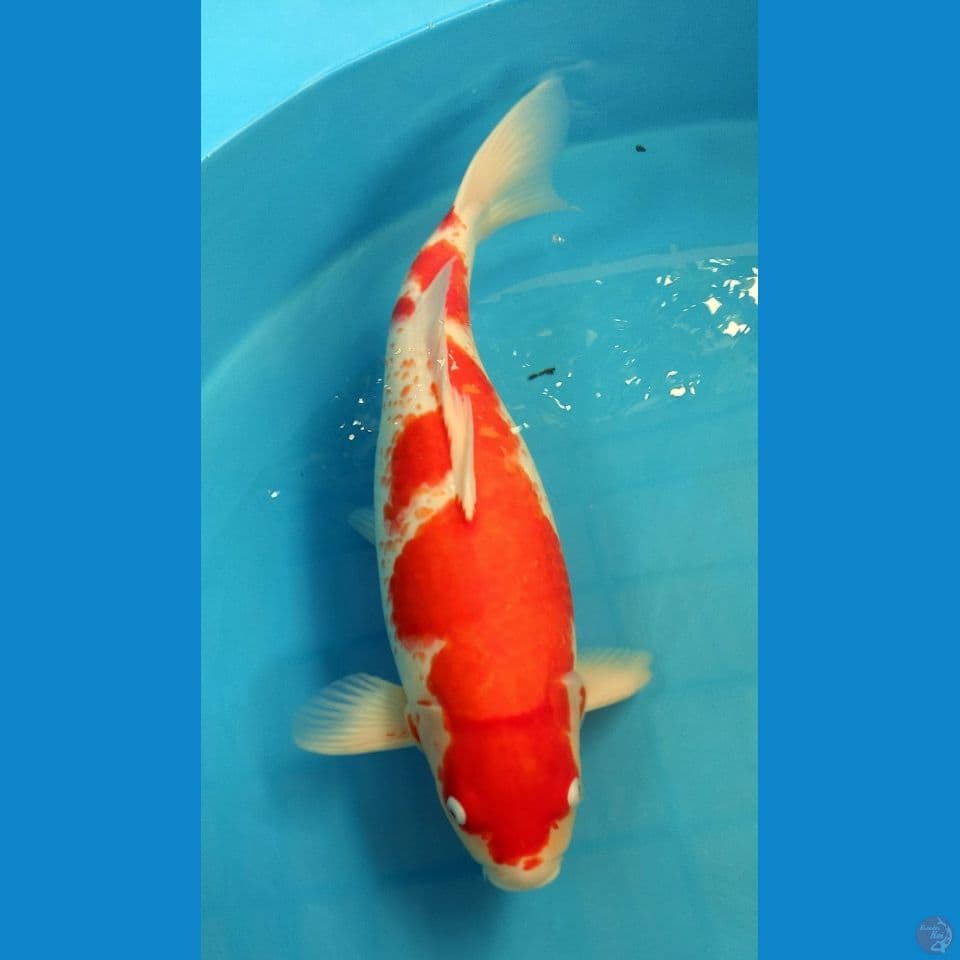 Kohaku Jumbo Female size 56
