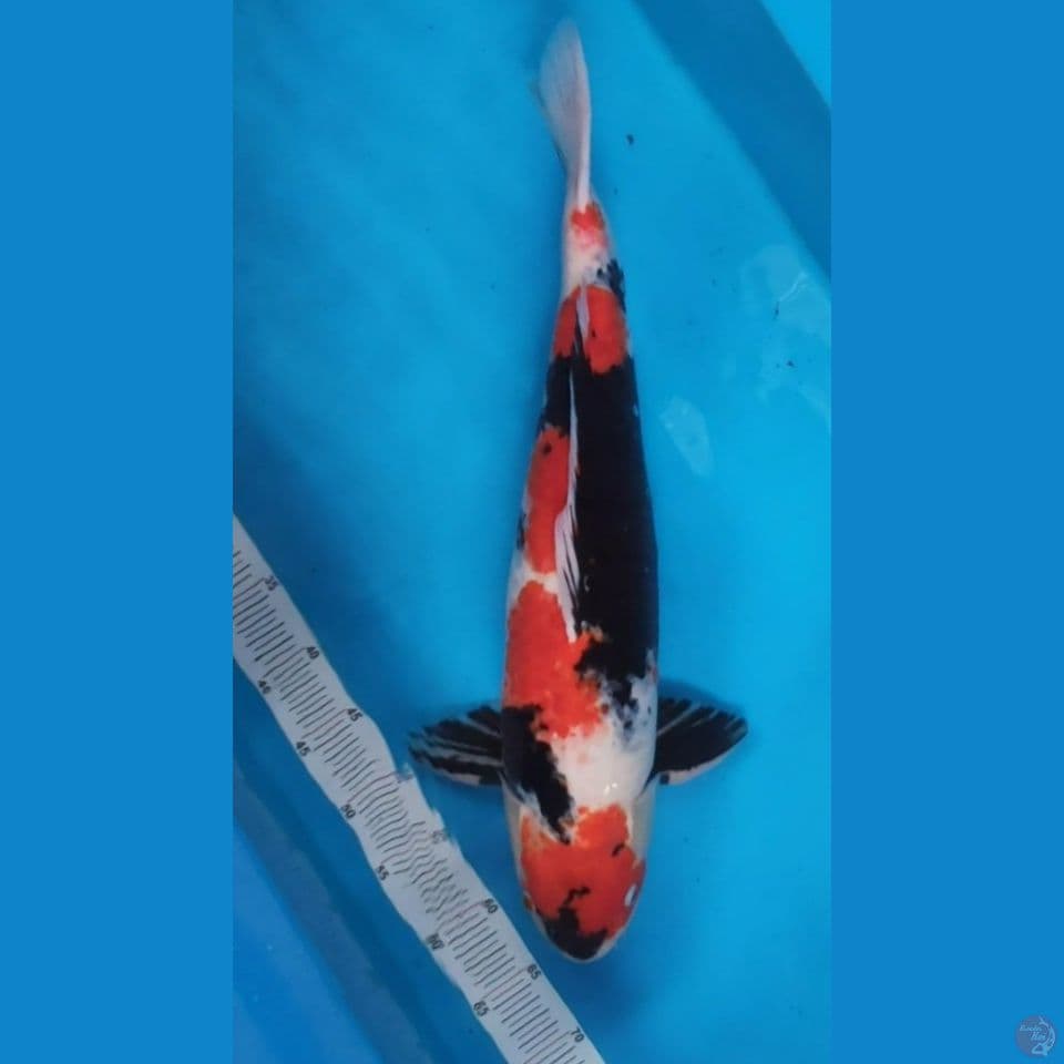 Showa Jumbo Male SQ size 57
