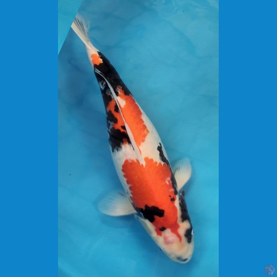 showa jumbo female size 58