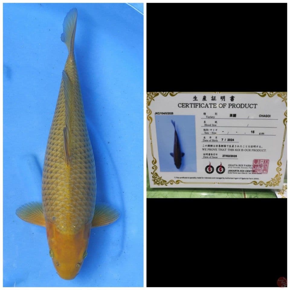 Ogata Jumbo Chagoi