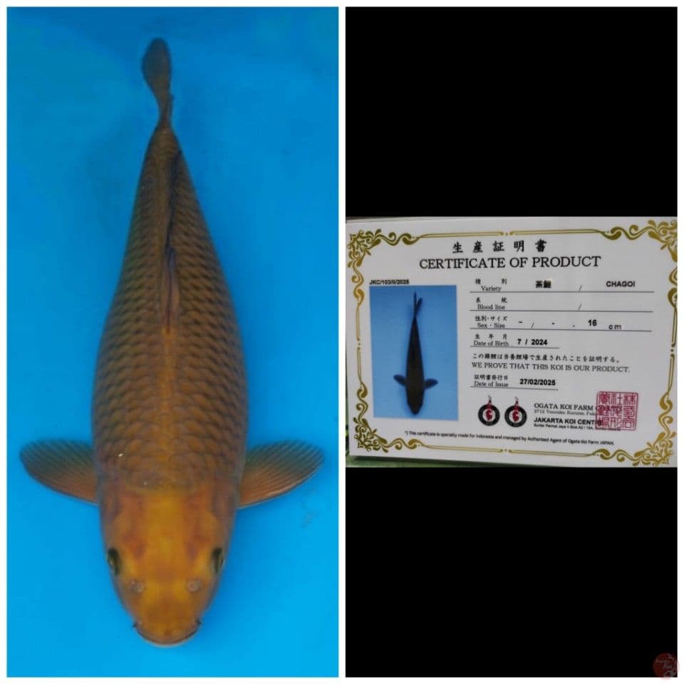 Ogata Jumbo Chagoi