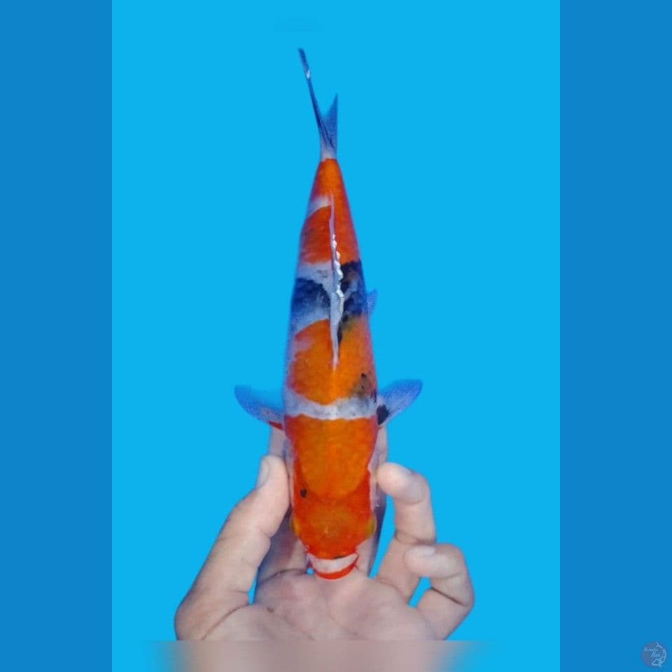 showa tategoi 25cm