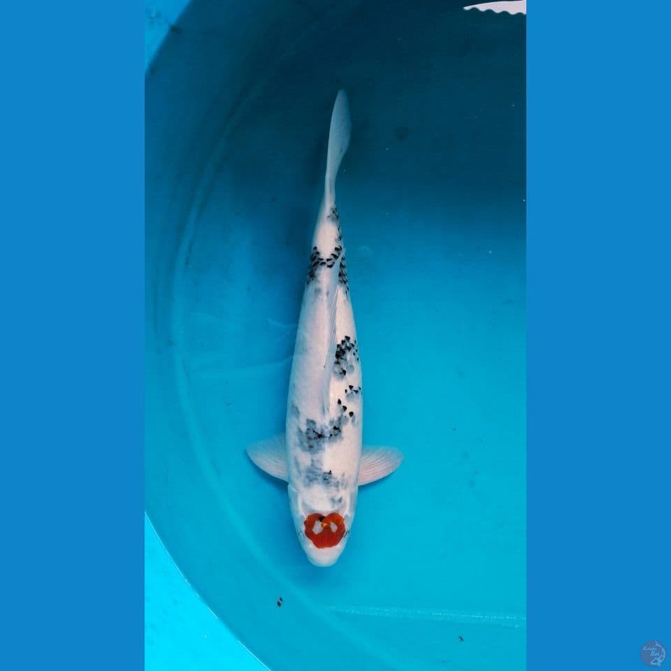 52cm Male Tancho showa tategoi