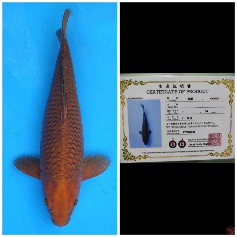 Ogata Jumbo Chagoi