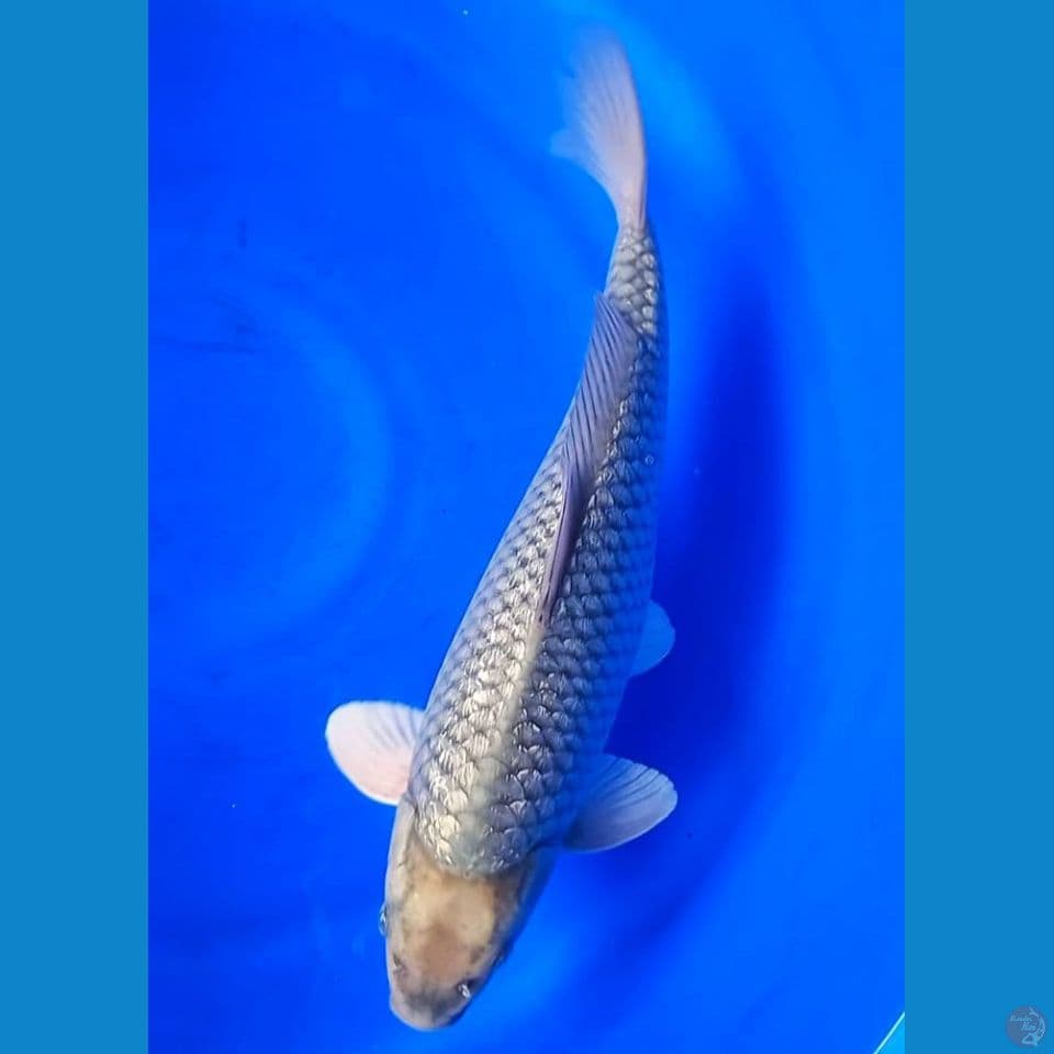 SORAGOI GINRIN 40CM MALE