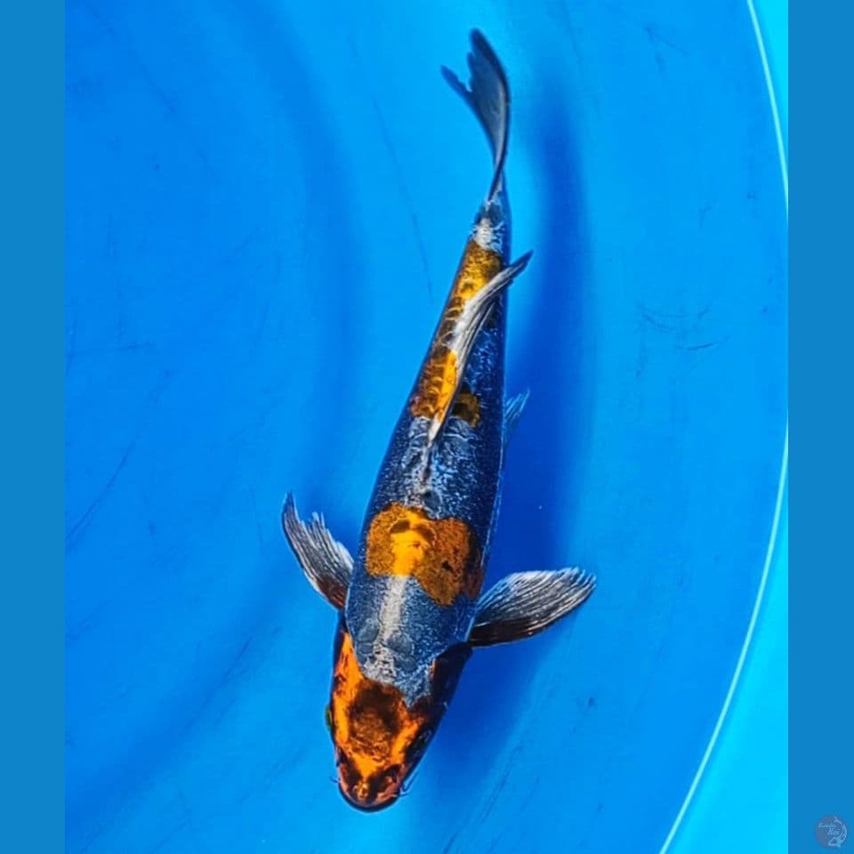 KUMPAY KIKOKURYU 26CM