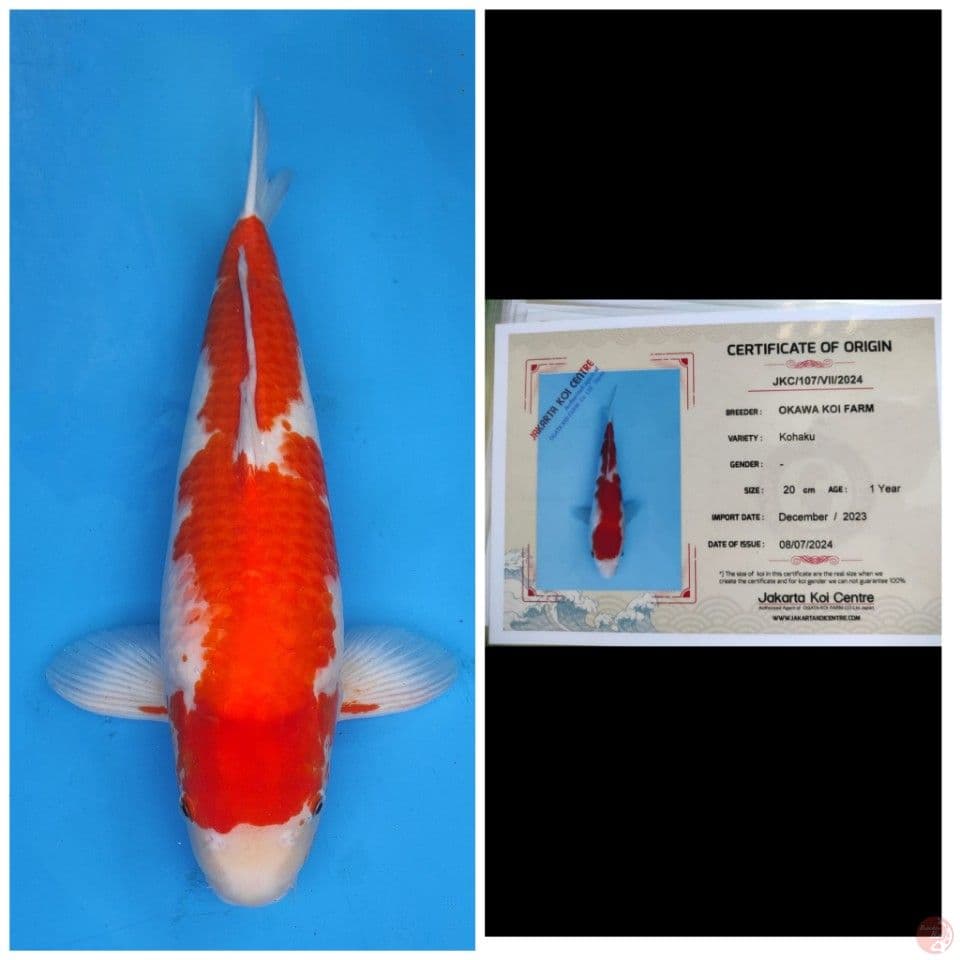 Okawa Kohaku