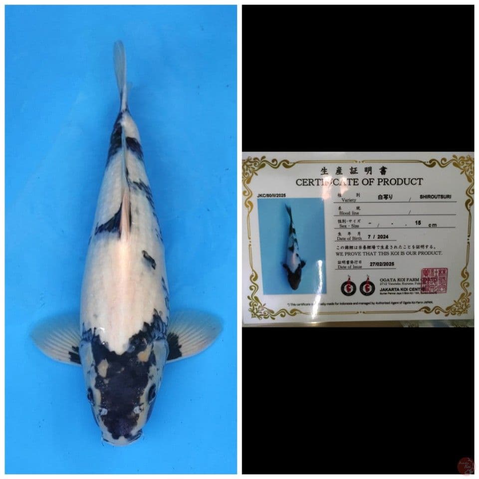 Ogata Shiro