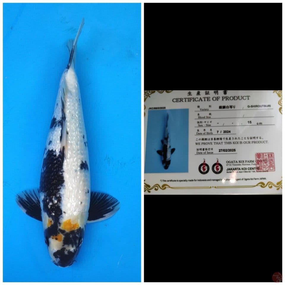Ogata Shiro Ginrin