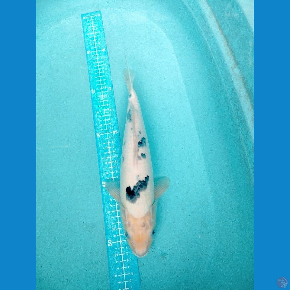 becko 37 cm
