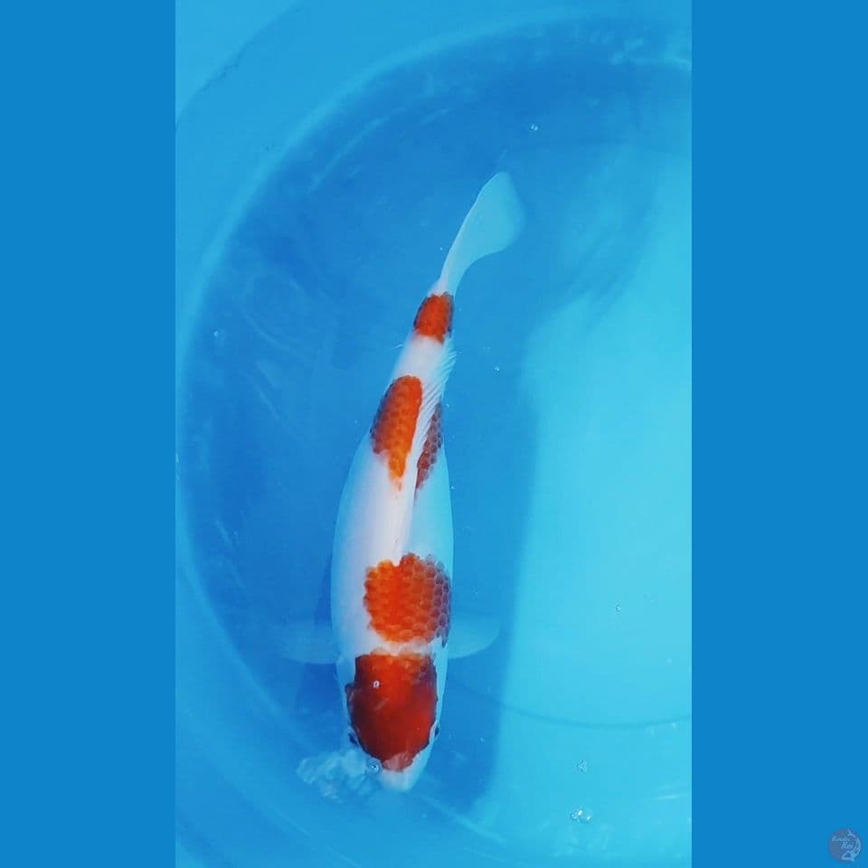 kohaku 41 cm