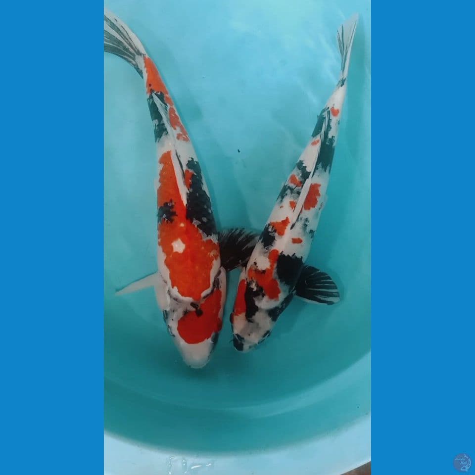 jumbo male 50 cm