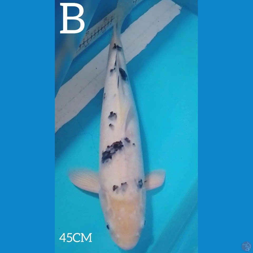 BEKO 45CM GOOD SKIN