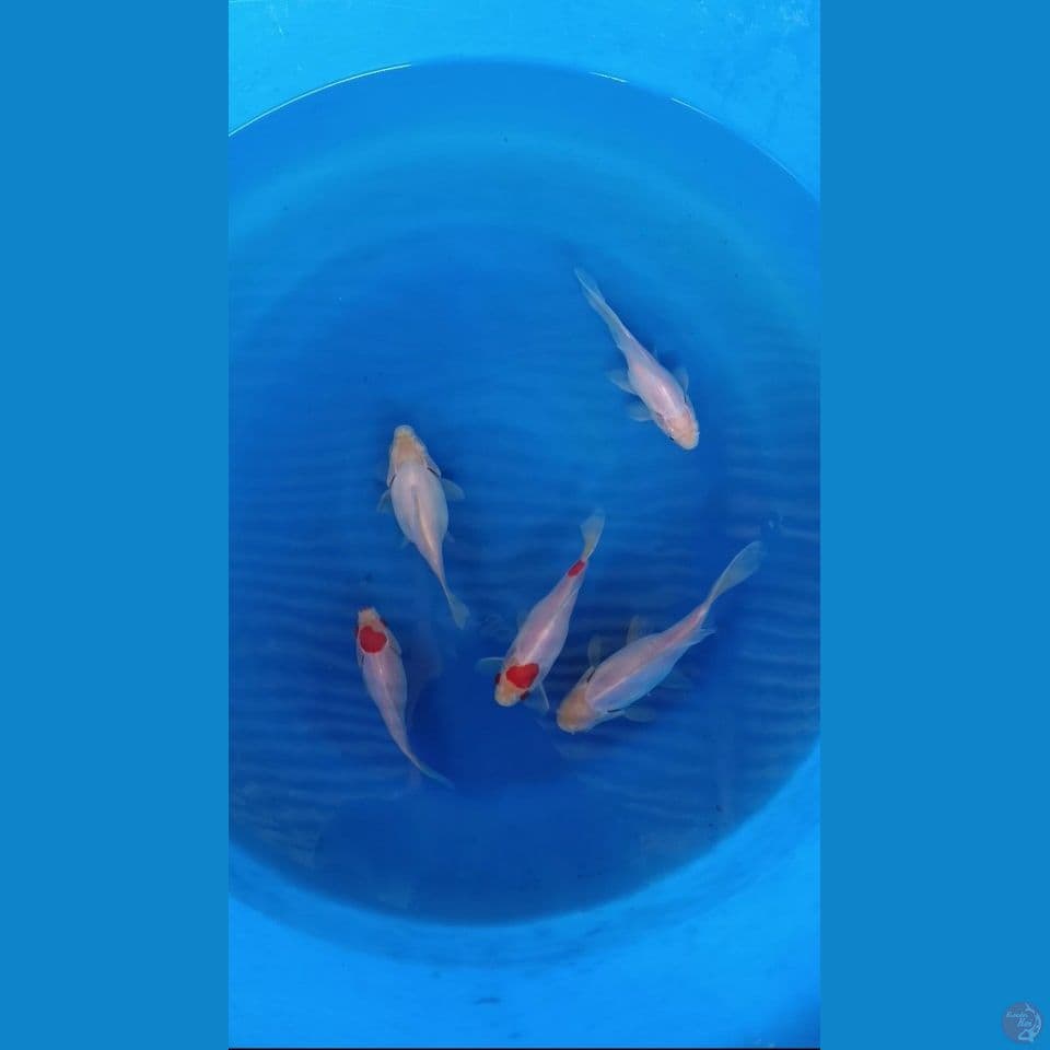 tamasaba 14_19 cm