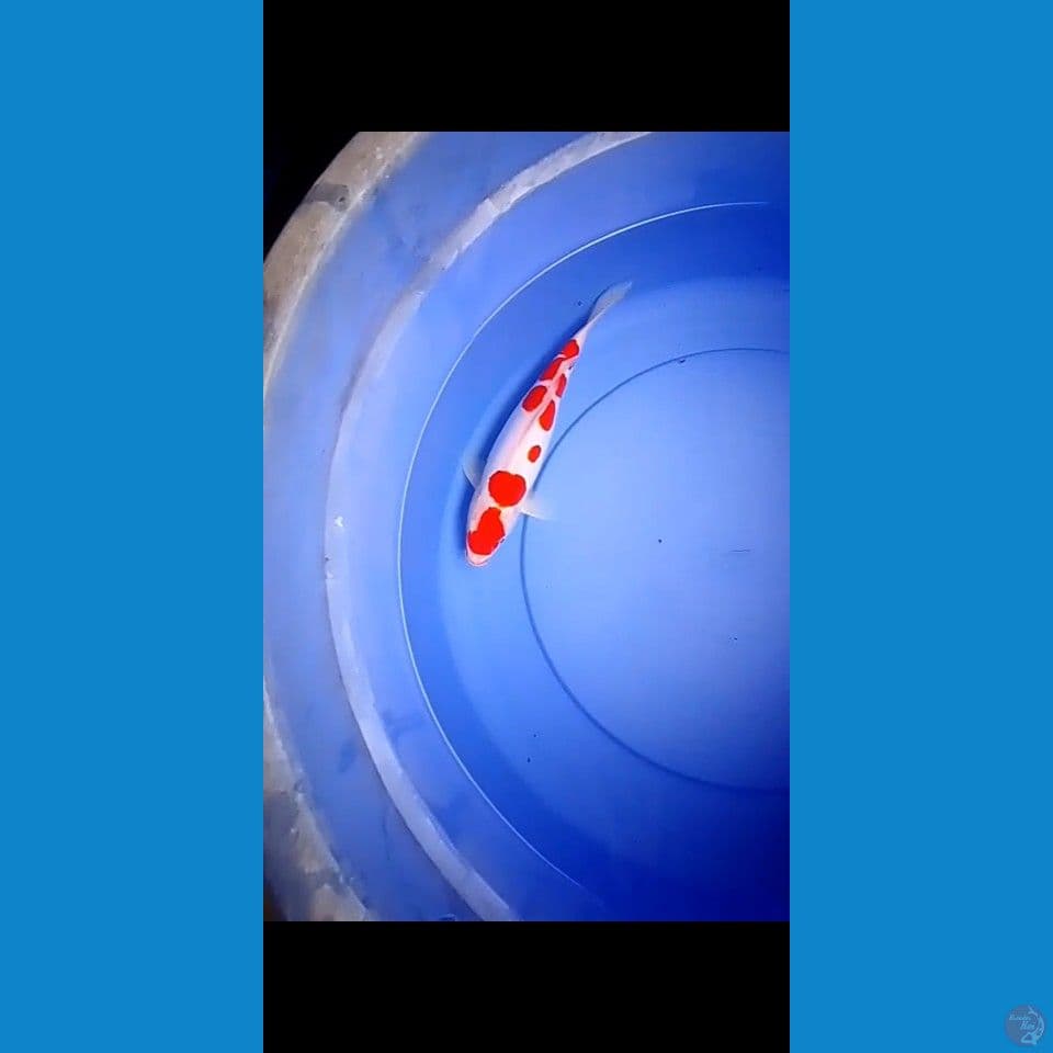 kohaku doitsu merah ceplok2 25cm