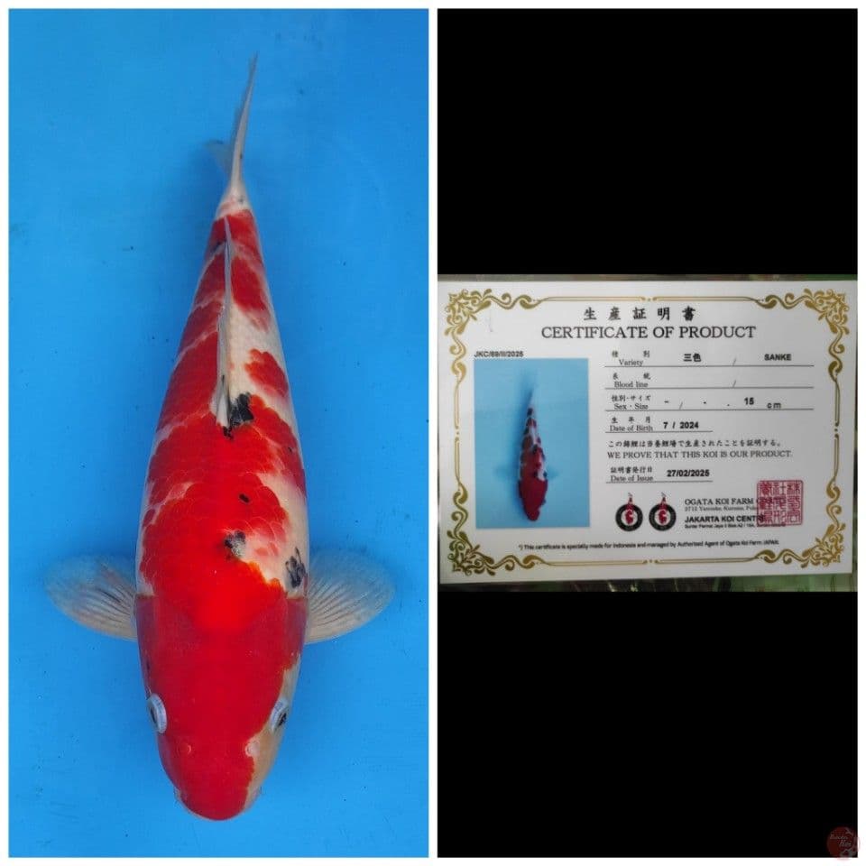 Ogata Sanke
