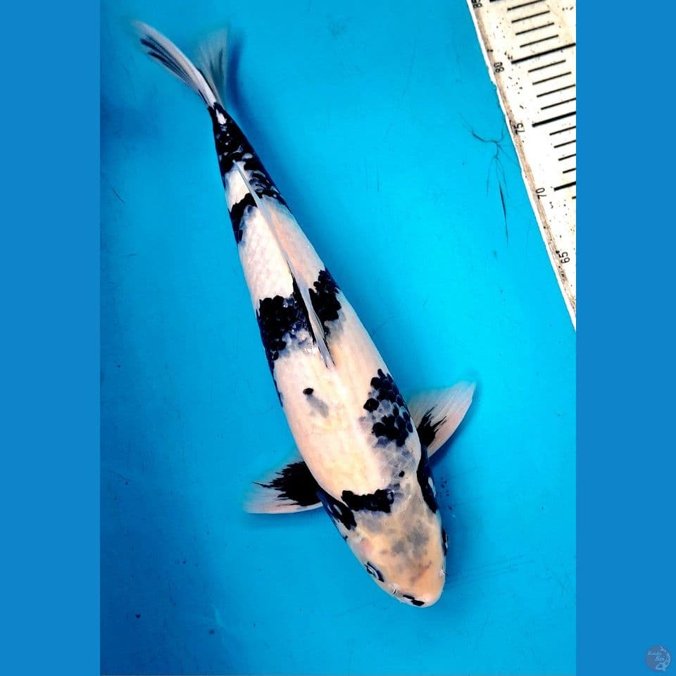 4cm shiro male