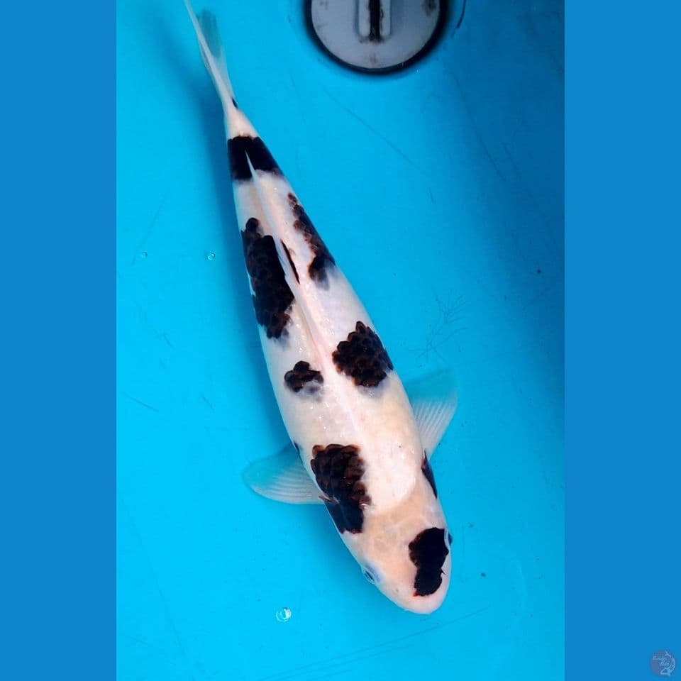 Budo goromo 34cm female