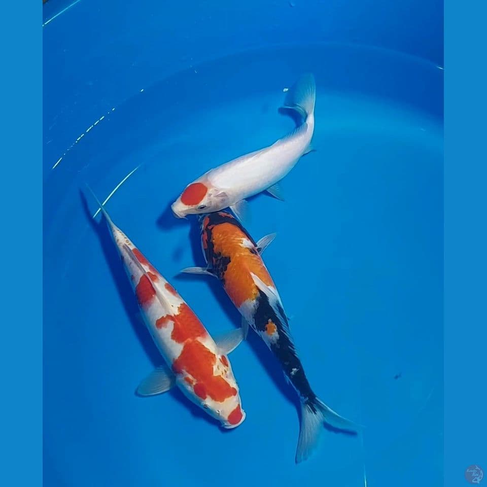 TANCHO KOHAKU SHOWA 20 27 28 CM