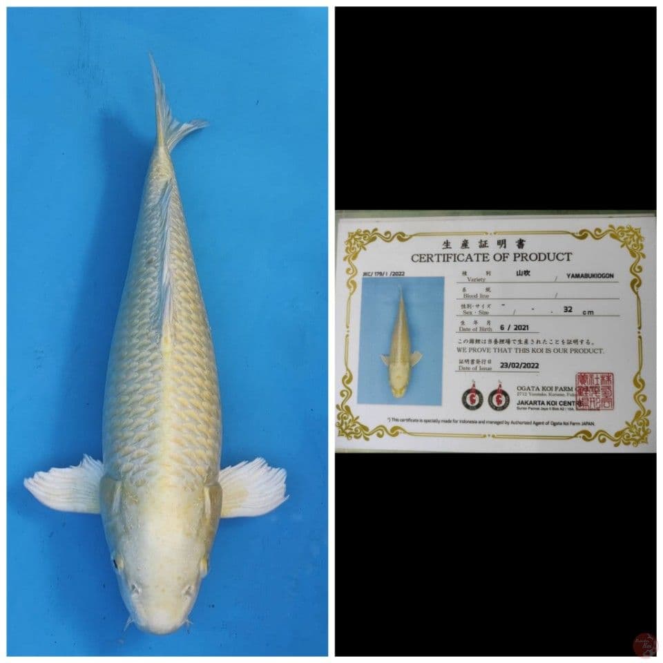 Ogata Ogon
