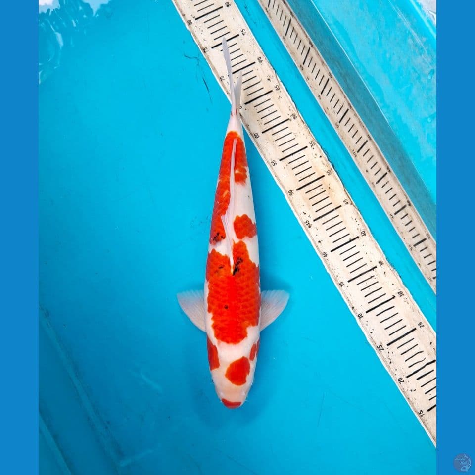 Sanke 48cm Male