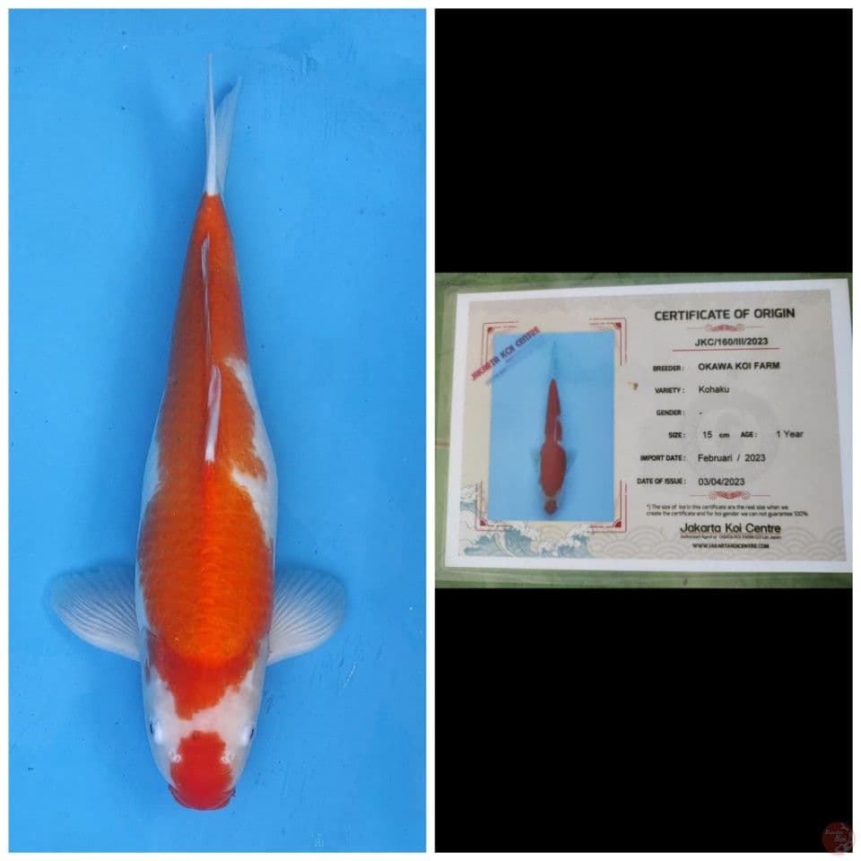 Okawa Kohaku