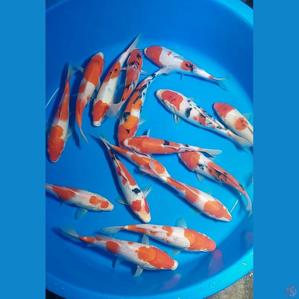 KOHAKU SANKE 20-25 CM 16 EKOR
