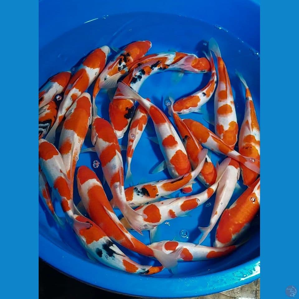 KOHAKU SANKE 20-28 CM 24 EKOR