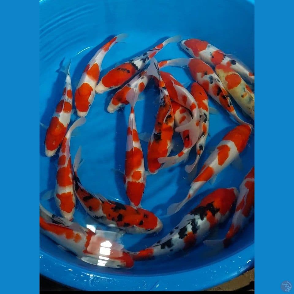KOHAKU SANKE 20-27 CM 20 EKOR