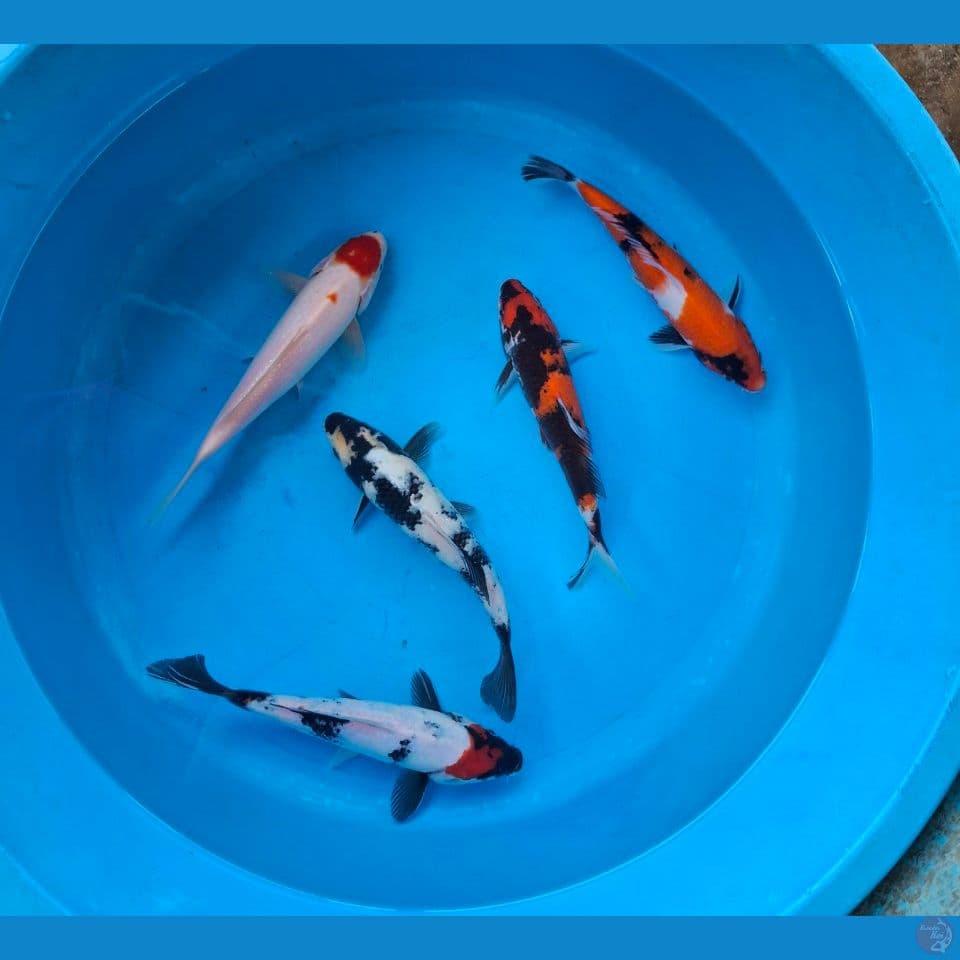 Mix tancho 23-25cm